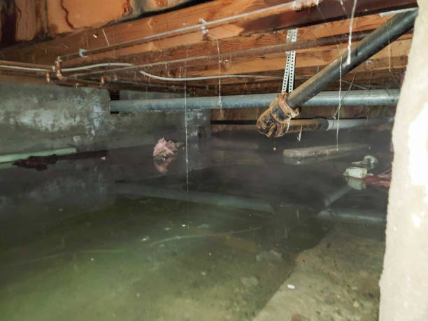 Best Ceiling water damage repair  in Muttontown, NY